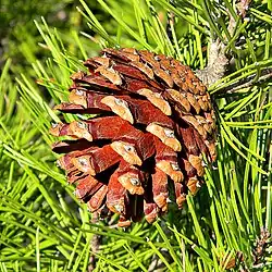 cone and foliage
