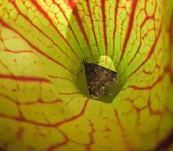 Moth, Idia lubricalis in Sarracenia purpurea.
