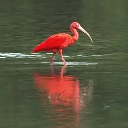 A scarlet ibis in Trinidad.
