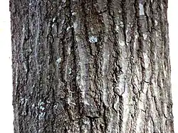 bark