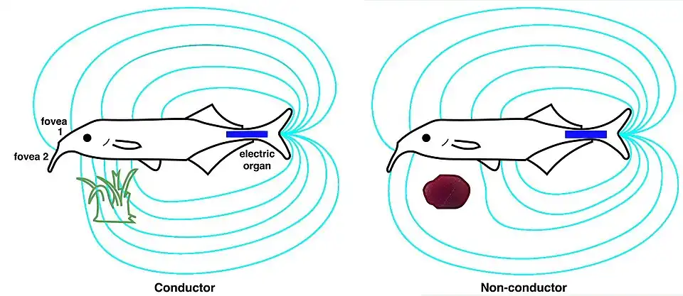 For the elephantfish, the electric organ in the tail (blue) generates an electric field (cyan). This is sensed by electroreceptors in the skin, including two electric pits (foveas) to actively search and inspect objects. Shown are the field distortions created by two different types of objects: a plant that conducts better than water (green) and a non-conducting stone (brown).[19]