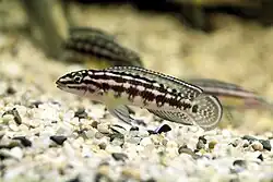 Lamprologini (E): Julidochromis marlieri is popular in the aquarium trade where members of the genus are known as "Julies"[55]