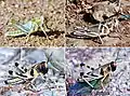 Nymphs of the desert locust: green (a) and brown (b) solitarious nymphs (5th instar); gregarious nymphs of 4th (c) and 5th instars (d) (a, Michel Lecoq; b, Antoine Foucart; c and d, Gilles Balança; CIRAD)