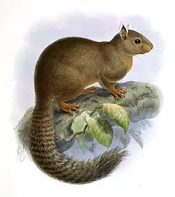 Illustration of a brown squirrel with a striped tail