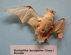 Brown bat