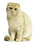 Lilac-coated Scottish Fold