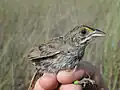 Individual in hand