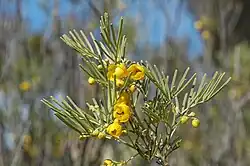 Subsp. × artemisioides in the Australian National Botanic Gardens