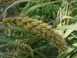 A head of millet, furry in appearance, with many small seeds