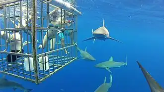 Sharks around a shark cage being used for shark tourism