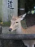 The deer freely roam around in both park and temples.