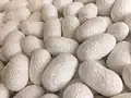 Silkworm cocoons in Japan for Yuki tsumugi