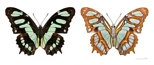 S. s. meridionalis - MHNT