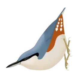 Chestnut-vented nuthatch (S. nagaensis)