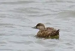 Sjöorre_-_Common_Scoter_3