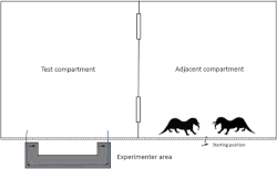 Sketch of two otters and apparatus