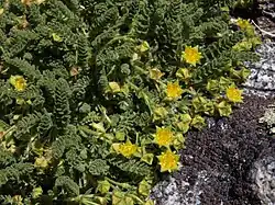 Photograph of the plant with yellow flowers
