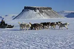A dog sled race at Pituffik, with Mount Dundas in the background