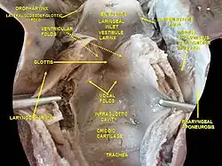 Larynx, pharynx and tongue. Deep dissection, posterior view.