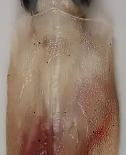 Dorsal mantle of Slosarczykovia circumantarctica (12.2 cm ML)