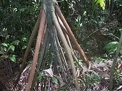 Stilt roots in Socratea exorrhiza palm