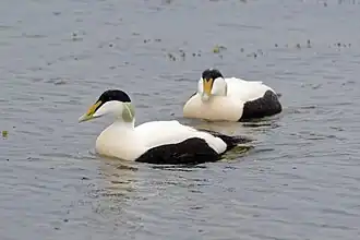Somateria mollissima. -Common Eider. -Eider à duvet
