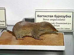 Brown shrew