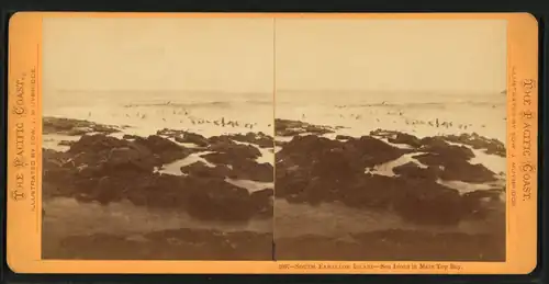 South Farallon Island, Sea Lions in Main Top Bay (c. 1867–1872)