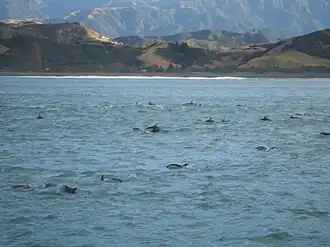 Photograph of Dusky dolphins near coast