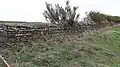 Stone fence on the coastal path