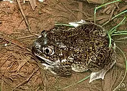 Plains spadefoot toad (Spea bombifrons)