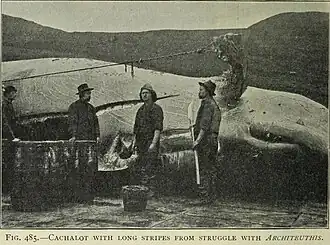 #73 (15/8/1903) Sperm whale in whose jaws a giant squid tentacle fragment was found (Murray & Hjort, 1912:652, fig. 485). The "long stripes" visible on the head consisted of putative giant squid sucker scars around an inch (2.5&nbsp;cm) across.