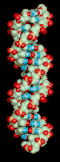 Spinning DNA generic model.