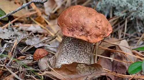 Orange birch bolete (Leccinum versipelle), New Jersey, US