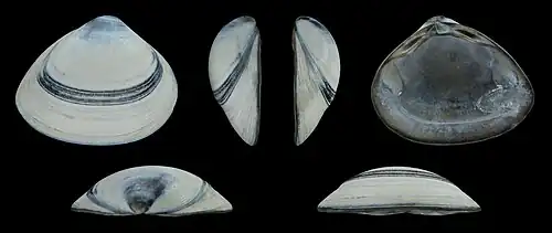 Grey form Right valve