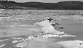 Spring freshet and ice break up near Westfield on the Saint John River, 1936