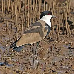 A spur-winged lapwing in the Gambia