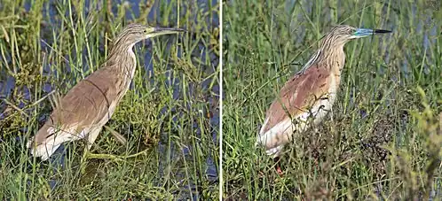 Composite showing changes during breeding