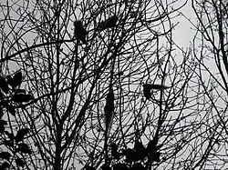 Wildlife in Abney Park Cemetery