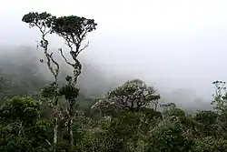 Rhododendron arboreum