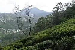 Tea plantations in Nuwara Eliya