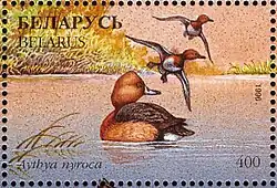 Ferruginous duck stamp from Belarus