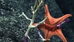 A starfish with its stomach turned outside its mouth to feed on coral