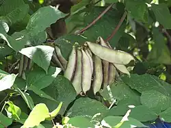 Hyacinth Beans (Ilo: Parda)