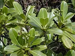 A shrub with large, leathery, simple leaves, and bearing clusters of round, green fruit.