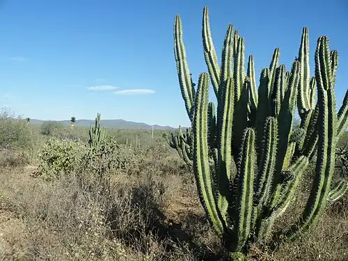 Habitat on the route towards Santa Rita from Rioverde, San Luis Potosí