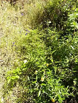 Sticky monkey flowers in the park. The yellowish flowers are pollinated by hummingbirds and bees.