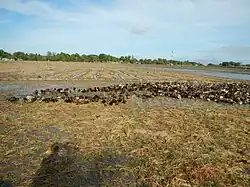 Rice fields are alternatively used for duck feeding
