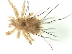 A picture of a Stomacarus sp.