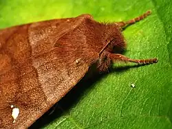 A closeup of the head of the moth above. A small antenna is visible.